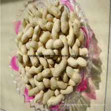 Roasted Peanuts Inshell for Sale New Crop